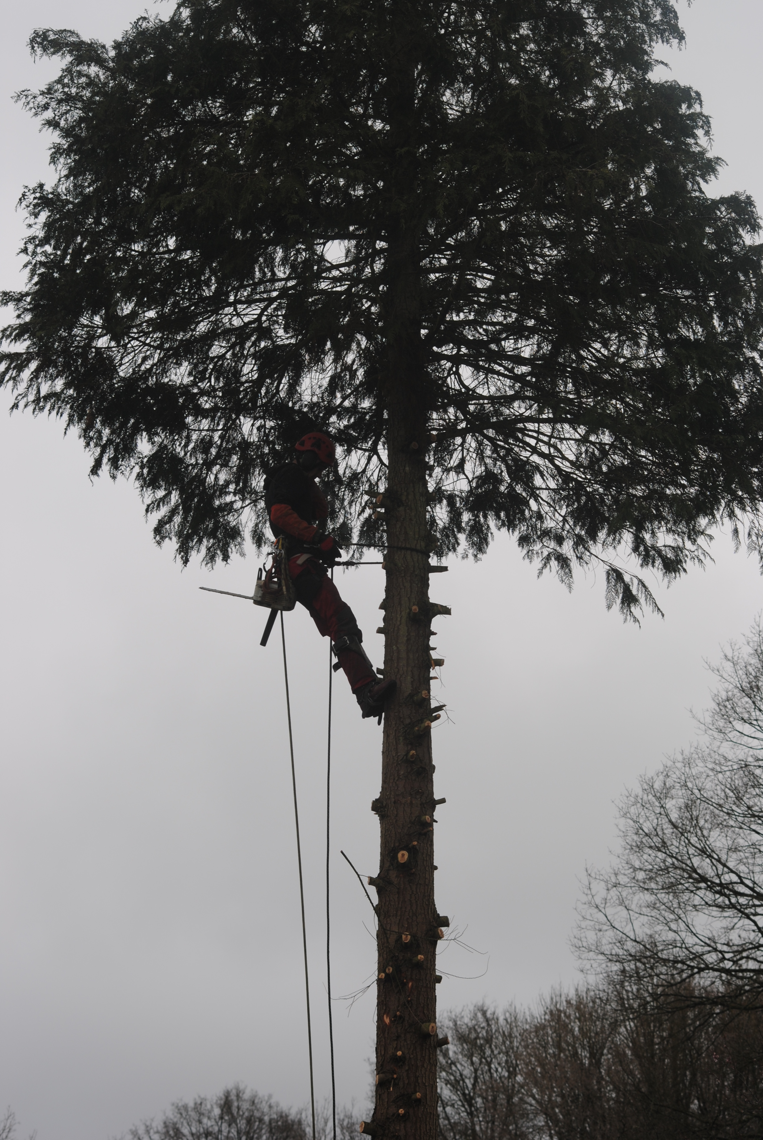 elagage abattage Saint-Augustin 77515